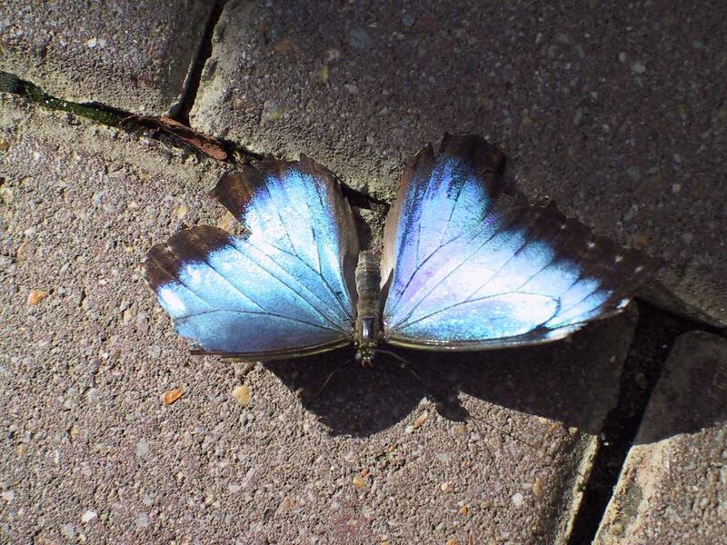 Blue Morpho Butterfly — Calm, Afternoon, Photograph