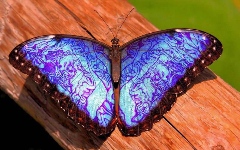 Blue Morpho Butterfly — Calm, Afternoon, Photograph, Wood, Green Background