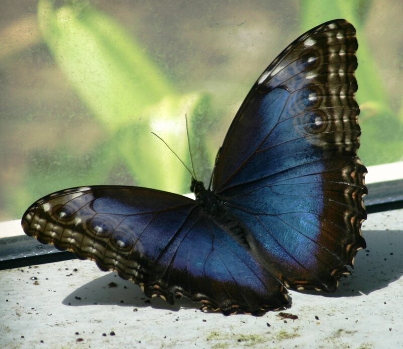 Blue Morpho Butterfly — Calm, Afternoon