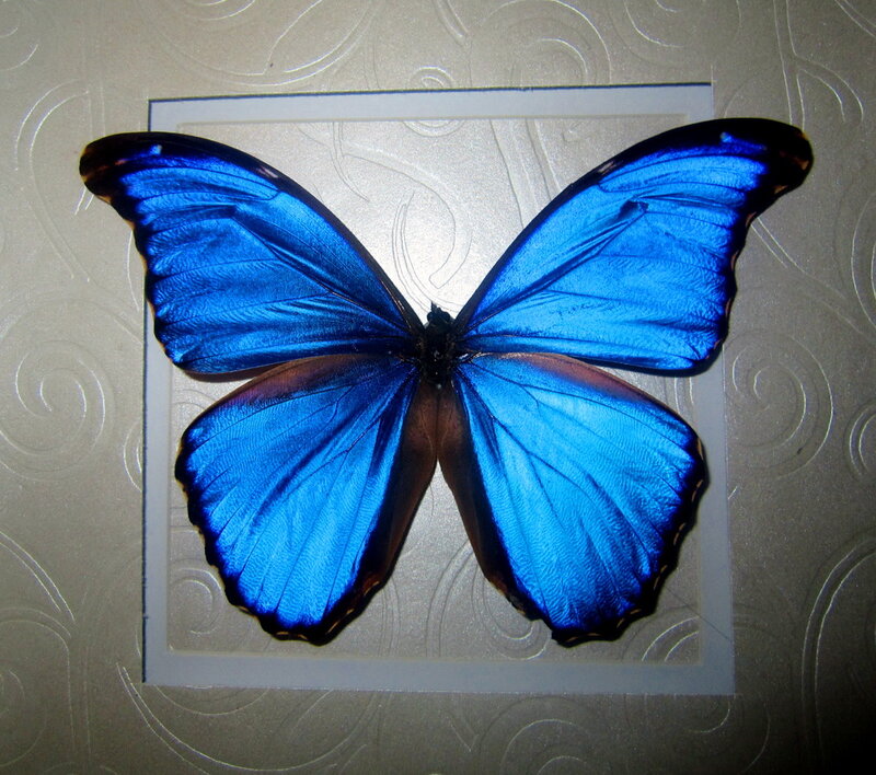 Blue Morpho Butterfly — Calm, Photograph, Frame