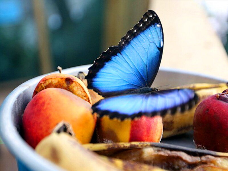 Blue Morpho Butterfly — Calm, Photograph, Fruit