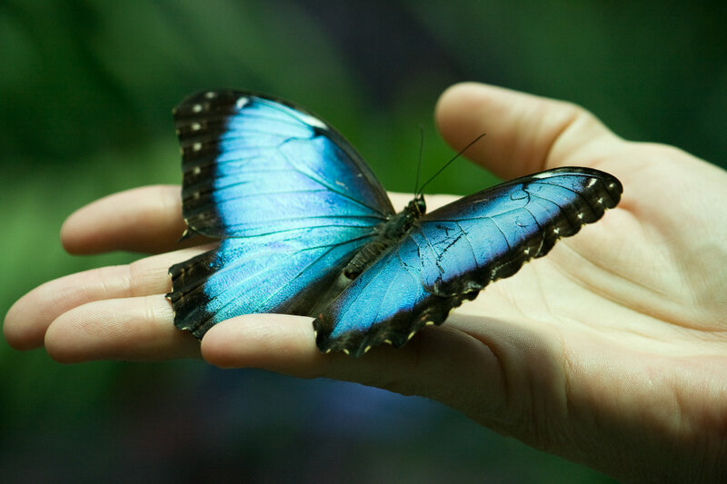 Blue Morpho Butterfly — Calm, Photograph, Hand
