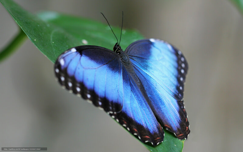 Blue Morpho Butterfly — Calm, Photograph, Leaf, Antennae