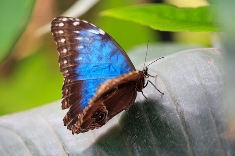 Blue Morpho Butterfly — Calm, Photograph, Leaf, Greenery