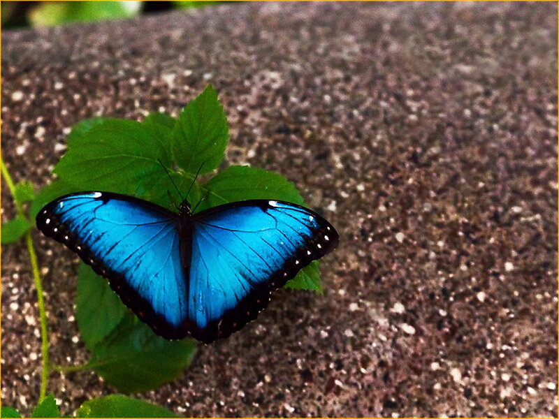 Blue Morpho Butterfly — Calm, Photograph, Leaf, Ground