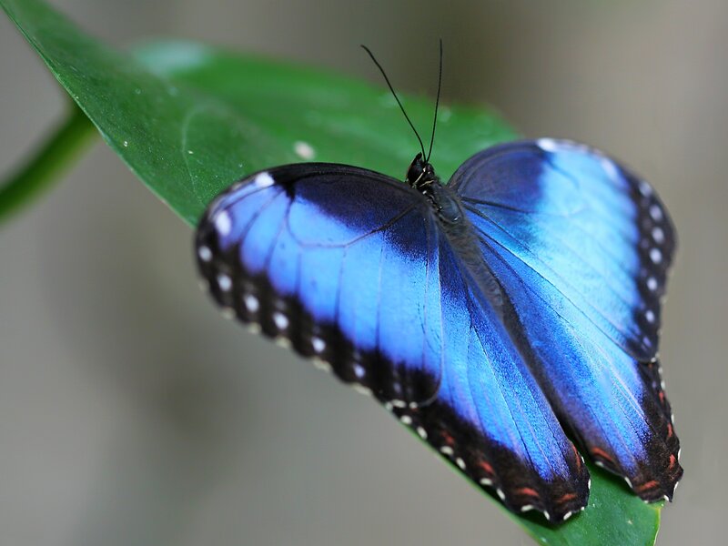 Blue Morpho Butterfly — Calm, Photograph, Leaf, Insect