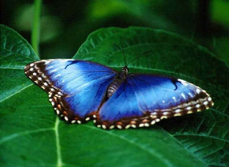 Blue Morpho Butterfly — Calm, Photograph, Leaf