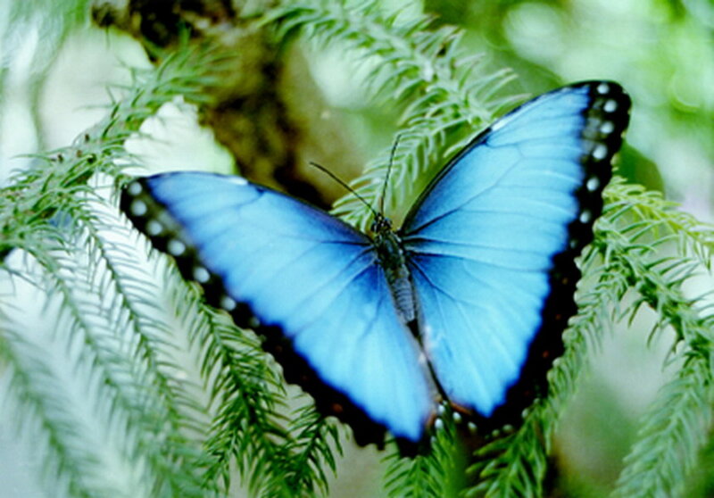 Blue Morpho Butterfly — Calm, Photograph, Plant