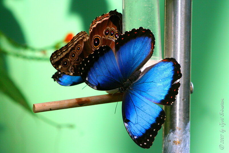 Blue Morpho Butterfly — Calm, Photograph