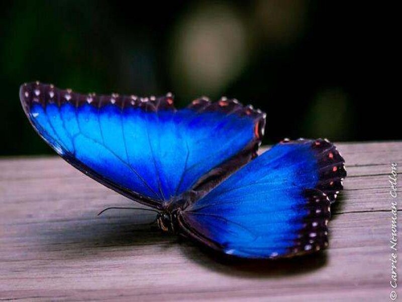 Blue Morpho Butterfly — Calm, Photograph, Wooden Surface