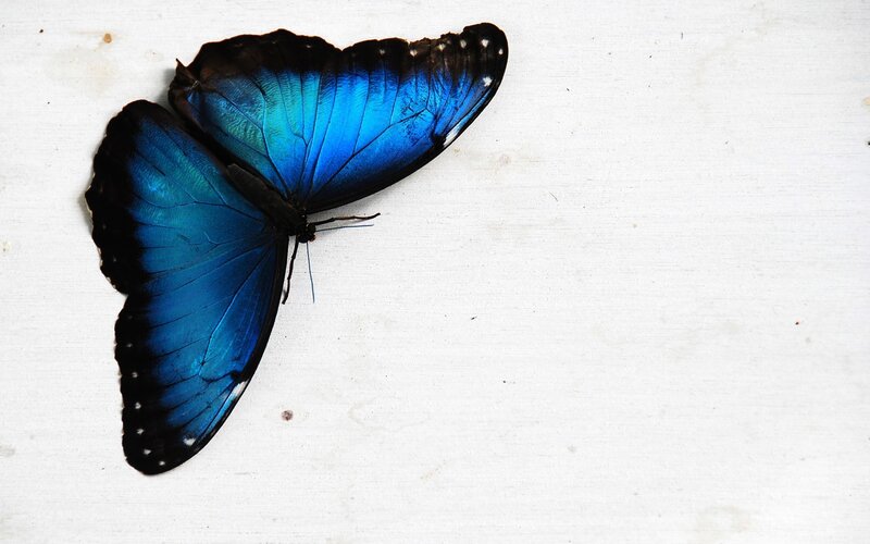 Blue Morpho Butterfly — Calm