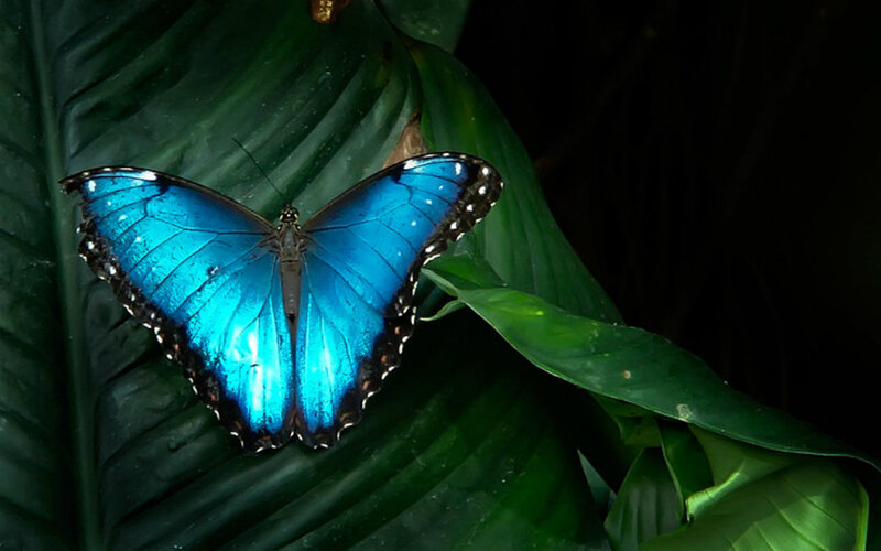 Blue Morpho Butterfly — Dramatic, Photograph, Leaf