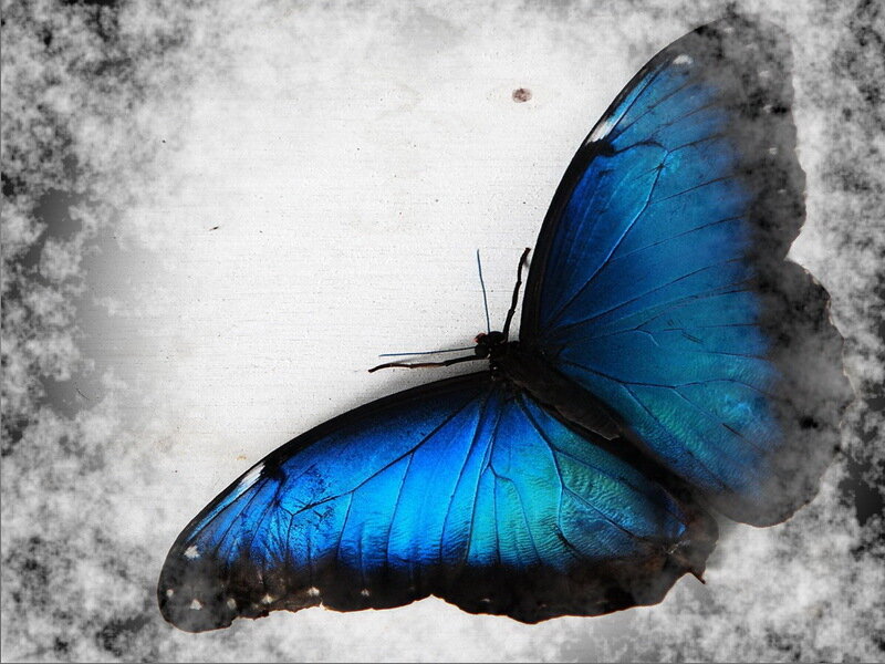 Blue Morpho Butterfly — Dramatic, Photograph