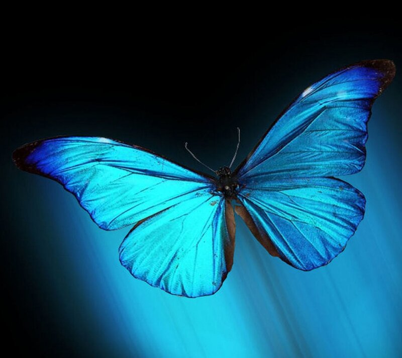 Blue Morpho Butterfly — Dramatic, Photograph, Wings
