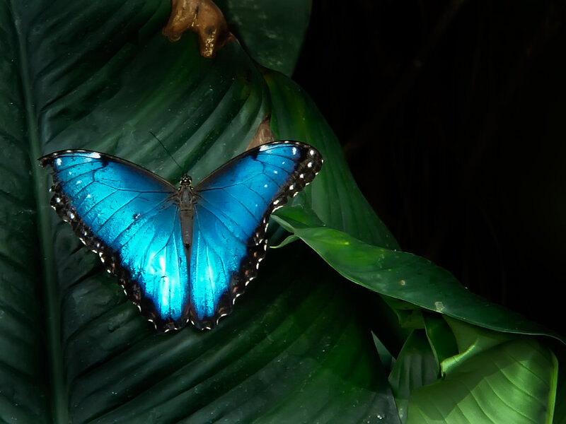 Blue Morpho Butterfly — Dramatic
