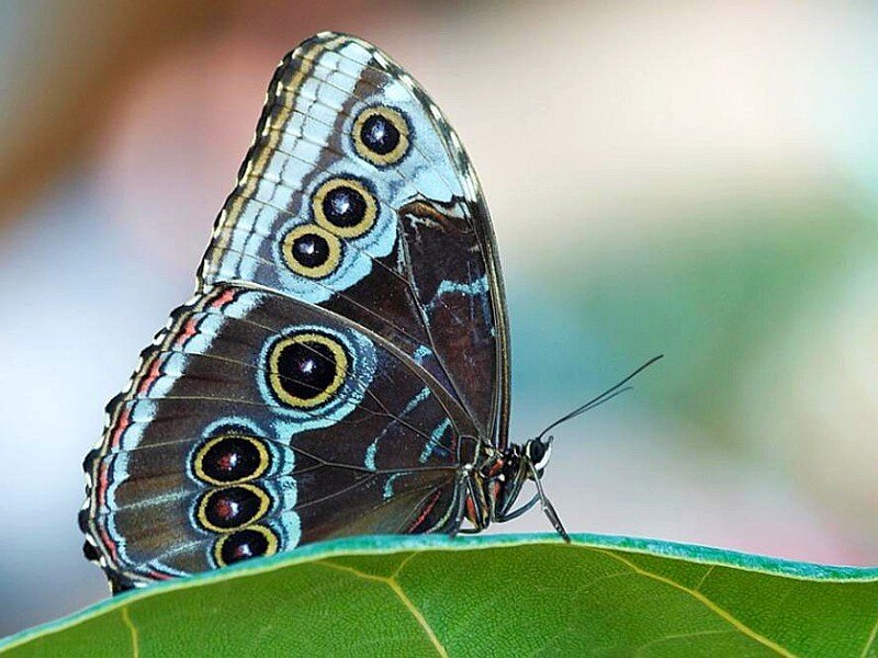 Blue Morpho Butterfly — Green, Calm, Photograph