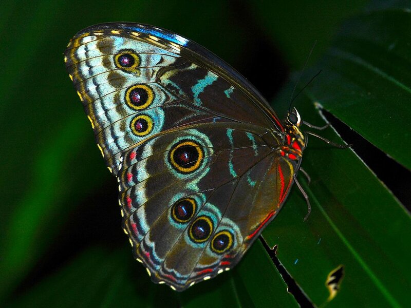 Blue Morpho Butterfly — Green, Natural, Photograph