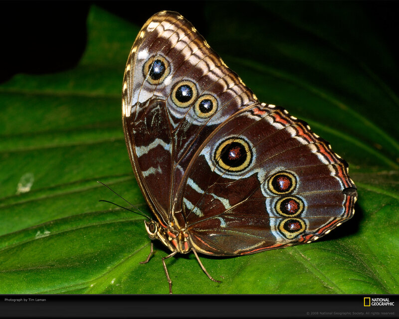Blue Morpho Butterfly — Green, Natural