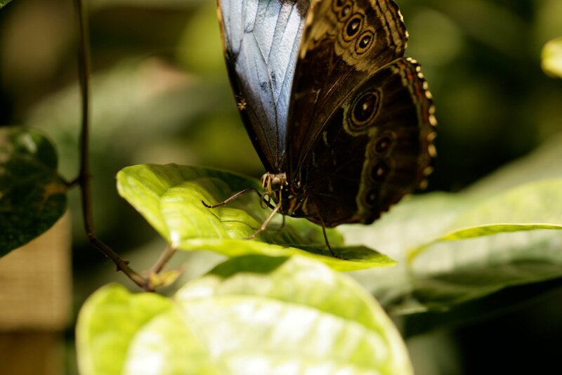 Blue Morpho Butterfly — Green, Serene