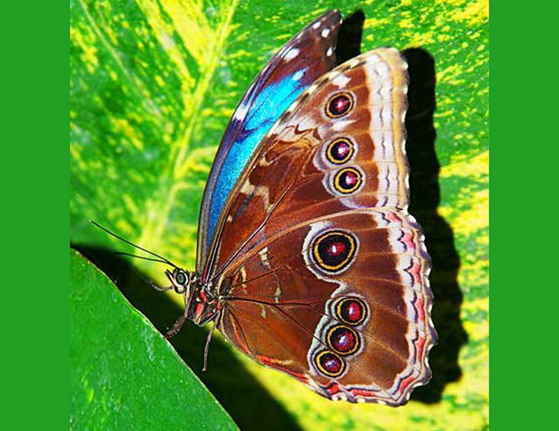 Blue Morpho Butterfly — Green
