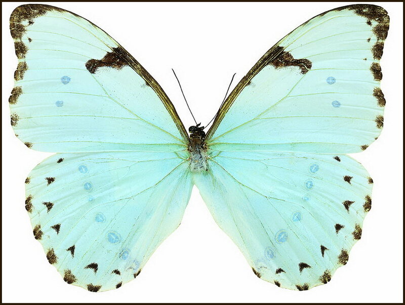 Blue Morpho Butterfly — Light Blue