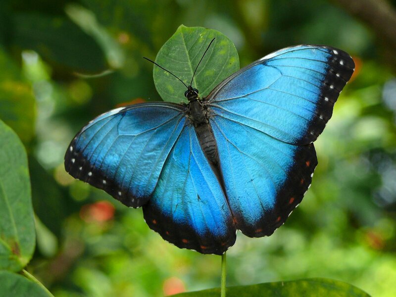 Blue Morpho Butterfly — Natural, Afternoon, Photograph, Leaf