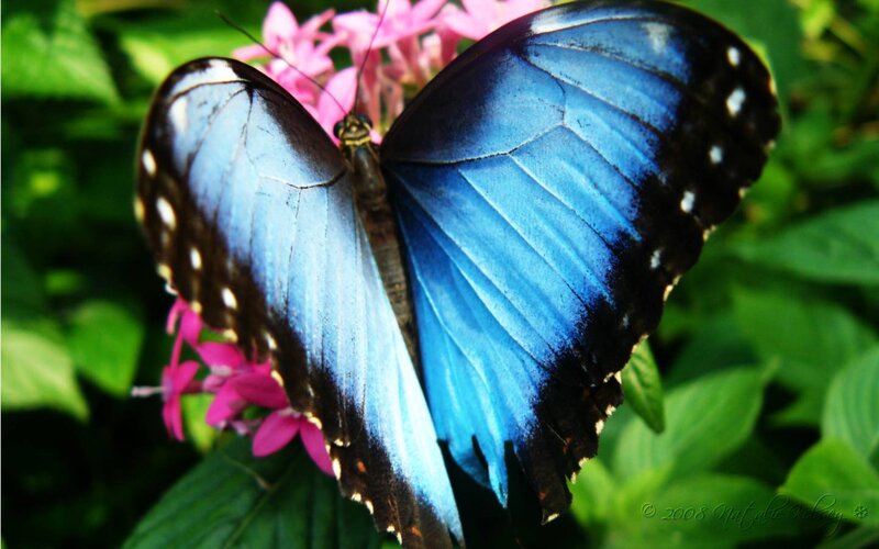 Blue Morpho Butterfly — Natural, Afternoon, Photograph