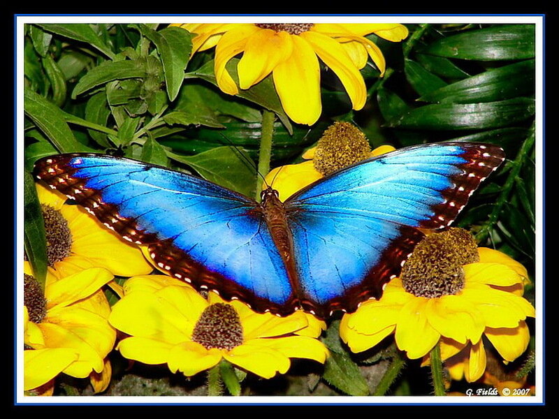 Blue Morpho Butterfly — Natural, Afternoon