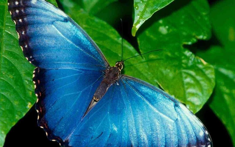 Blue Morpho Butterfly — Natural, Green Leaves