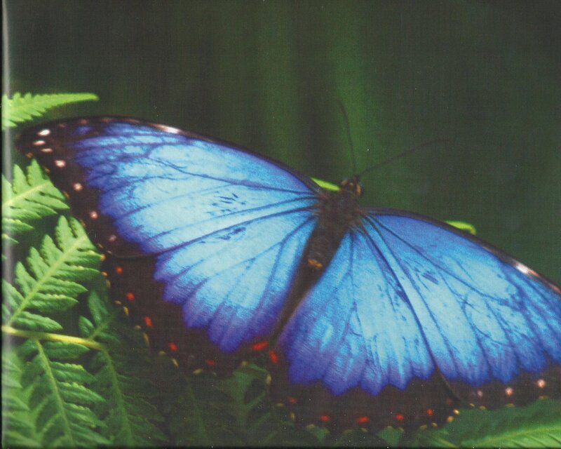 Blue Morpho Butterfly — Natural, Photograph, Fern