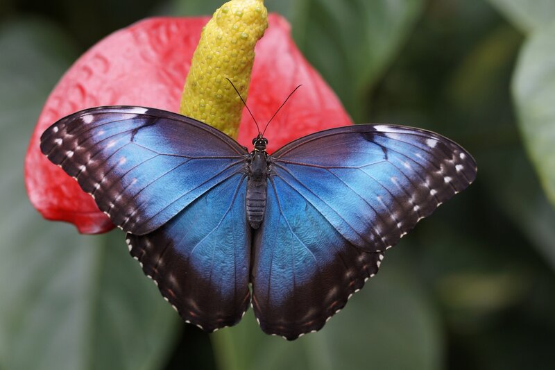 Blue Morpho Butterfly — Natural, Photograph, Flower, Anthurium