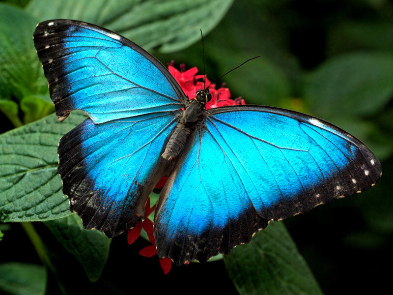 Blue Morpho Butterfly — Natural, Photograph, Flower, Leaf, Green