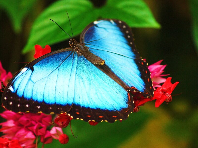 Blue Morpho Butterfly — Natural, Photograph, Flower, Leaf