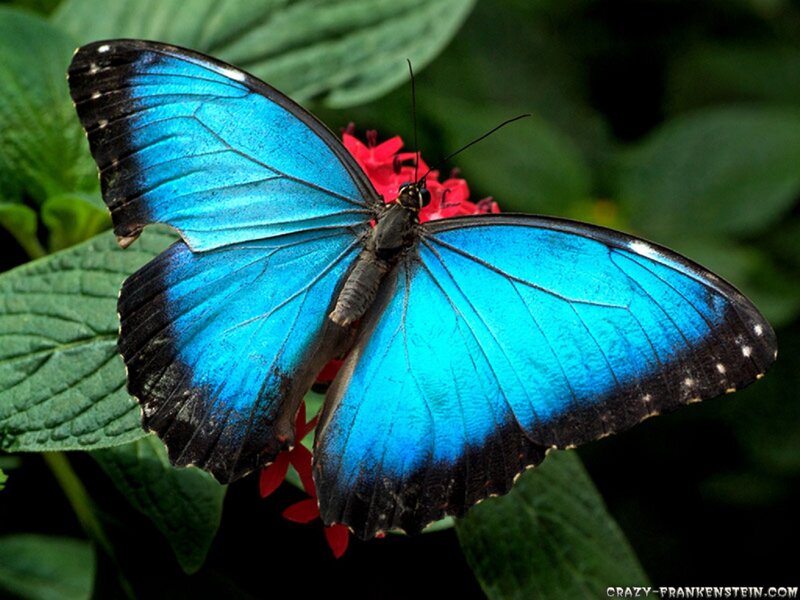 Blue Morpho Butterfly — Natural, Photograph, Flower