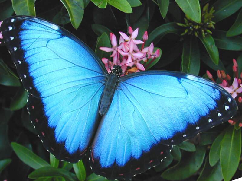 Blue Morpho Butterfly — Natural, Photograph, Flowers