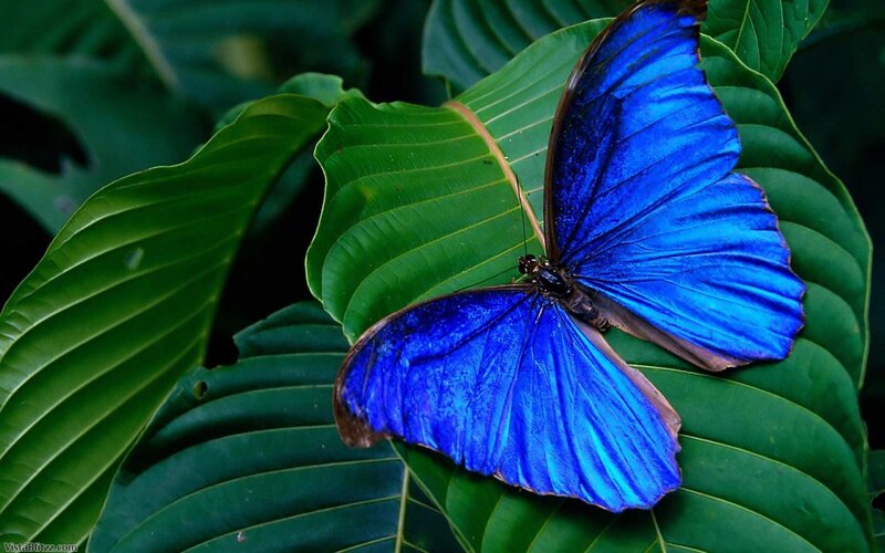 Blue Morpho Butterfly — Natural, Photograph, Green Leaf