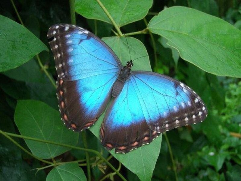 Blue Morpho Butterfly — Natural, Photograph, Green Leaves, Plant