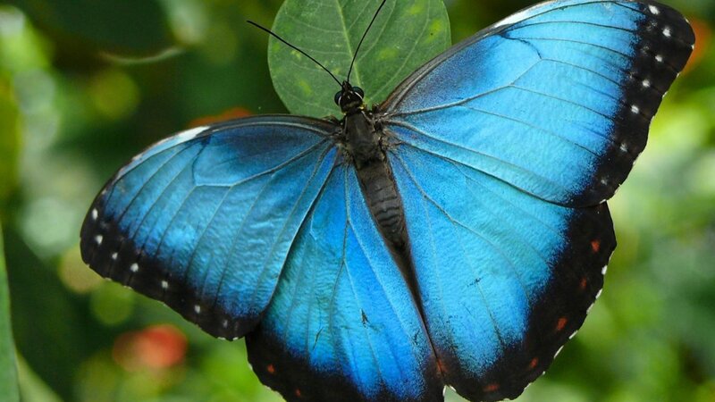Blue Morpho Butterfly — Natural, Photograph, Leaf, Green Background