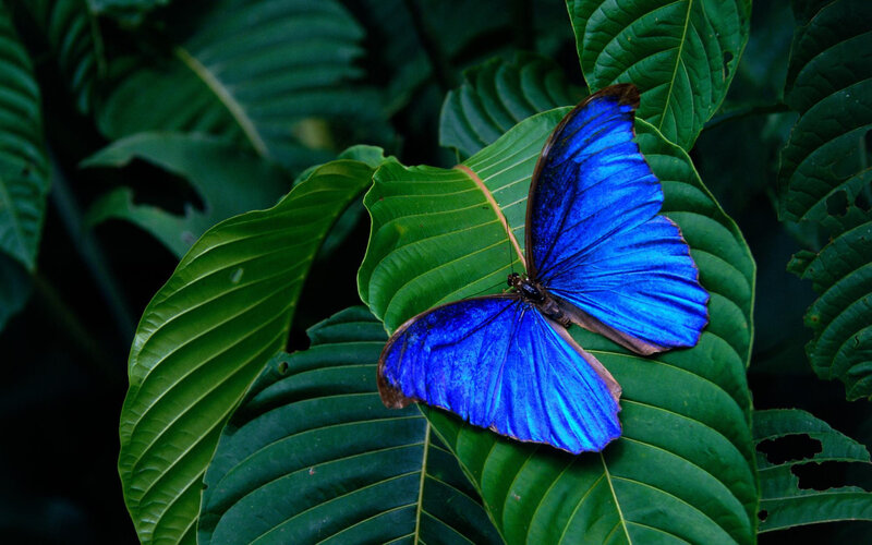Blue Morpho Butterfly — Natural, Photograph, Leaf, Green Foliage