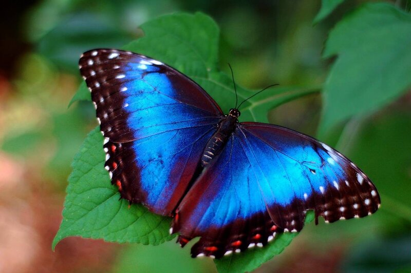Blue Morpho Butterfly — Natural, Photograph, Leaf, Greenery