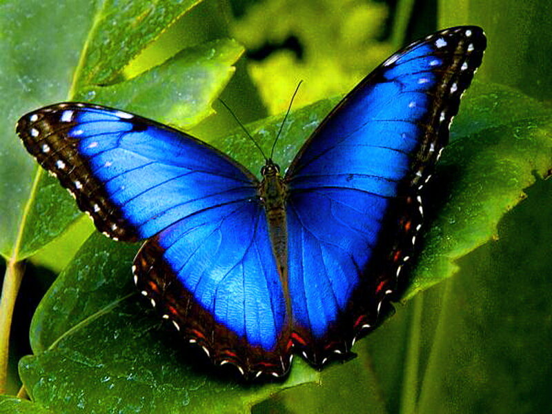 Blue Morpho Butterfly — Natural, Photograph, Leaf, Insect
