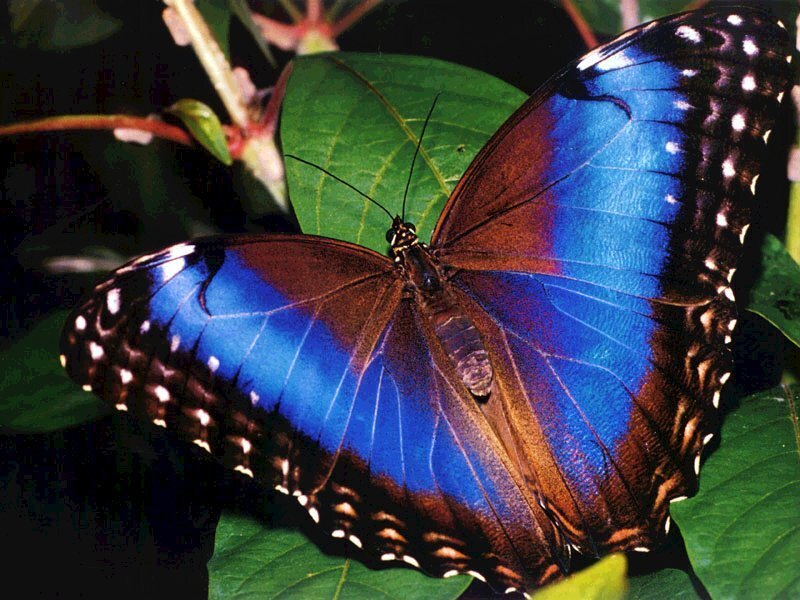 Blue Morpho Butterfly — Natural, Photograph, Leaf, Plant, Green, Brown