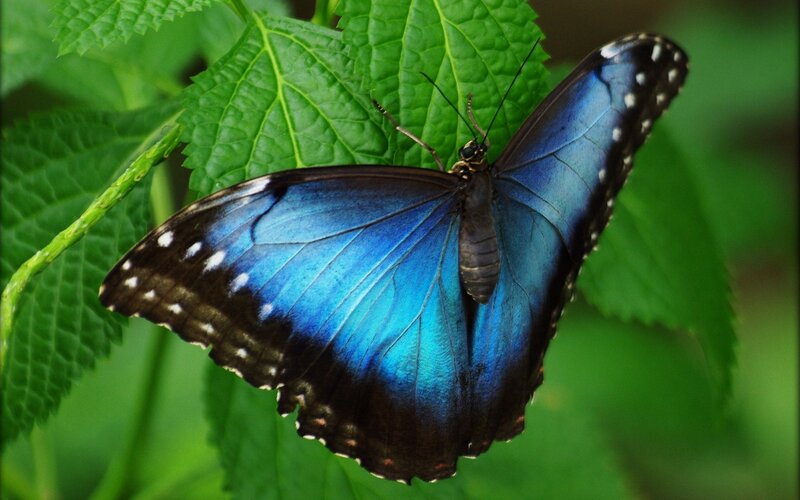 Blue Morpho Butterfly — Natural, Photograph, Leaf, Plant