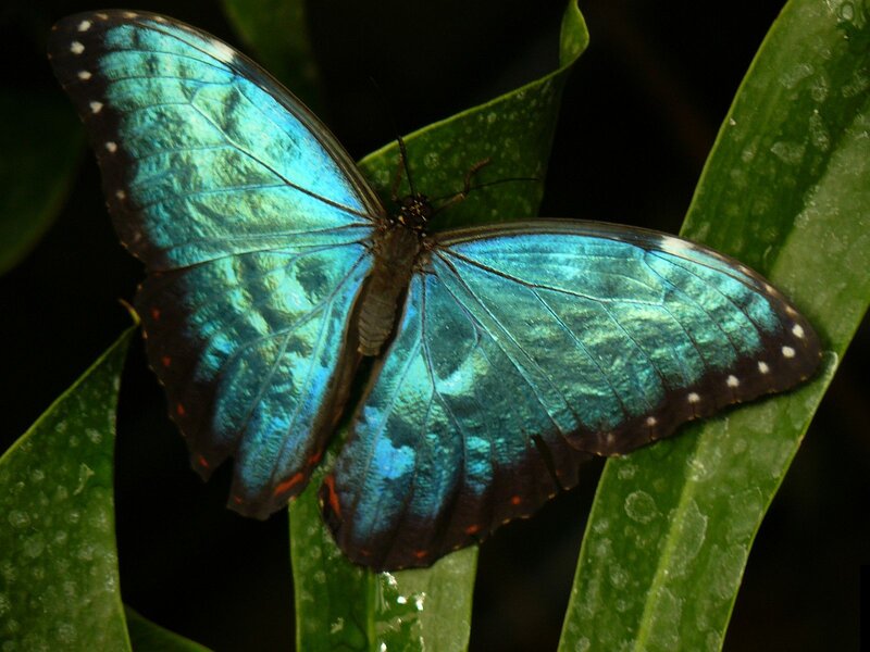 Blue Morpho Butterfly — Natural, Photograph, Leaf, Wings