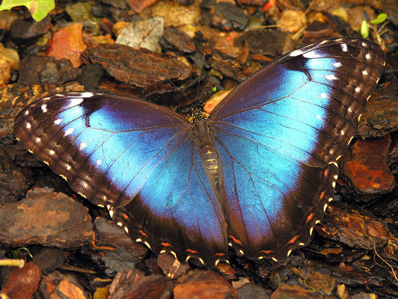 Blue Morpho Butterfly — Natural, Photograph, Leaves