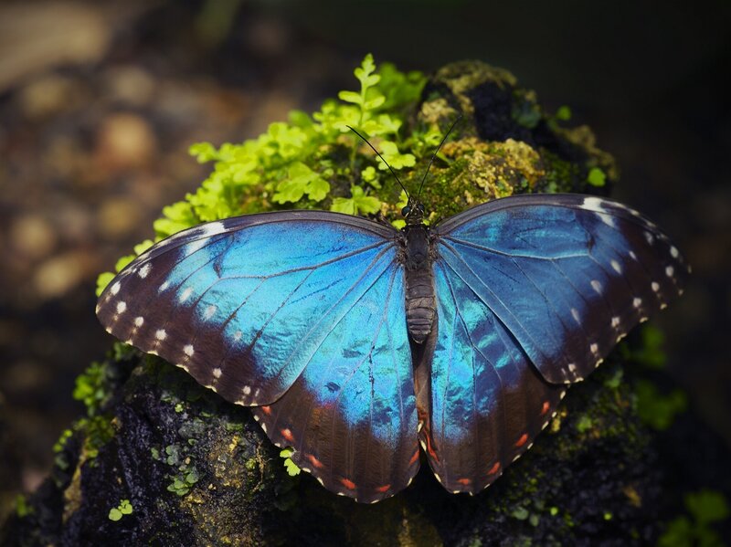 Blue Morpho Butterfly — Natural, Photograph, Moss