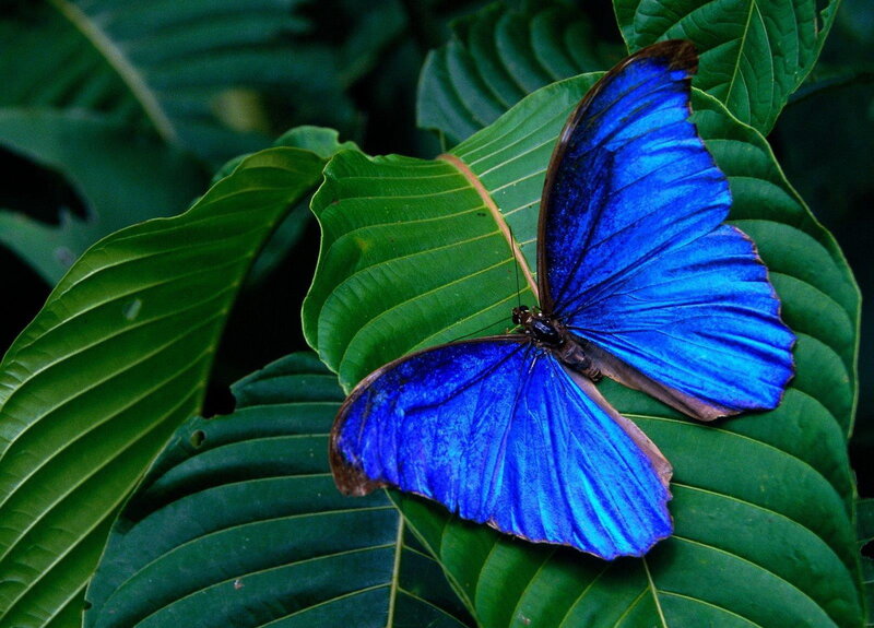 Blue Morpho Butterfly — Natural, Photograph