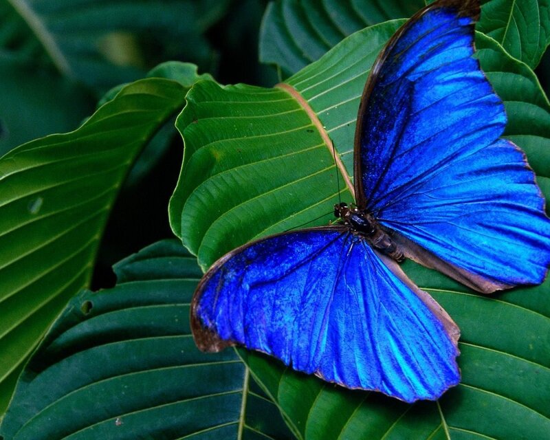 Blue Morpho Butterfly — Natural