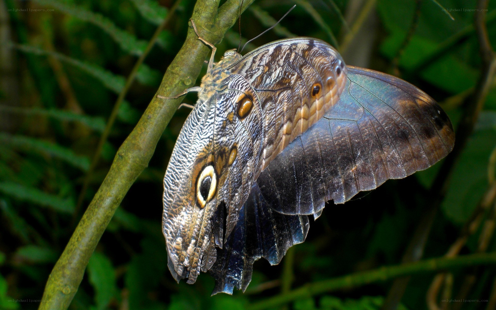 Blue morpho butterfly on branch