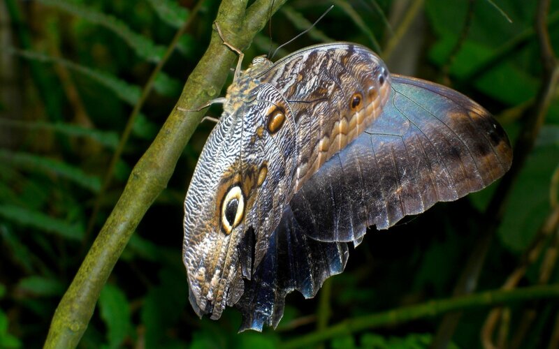 Blue morpho butterfly on branch